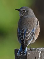 Bluebird2.jpg