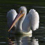 Pelican5.jpg