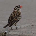 Whydah5.jpg
