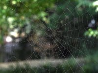 Web.jpg
