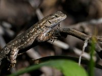 Lizard2.jpg