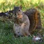 Squirrel4.jpg