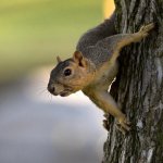 Squirrel6.jpg
