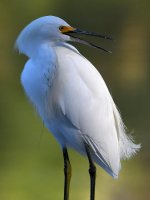 Egret4.jpg