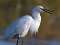 Egret9.jpg