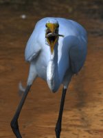 Egret17.jpg