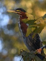 GreenHeron.jpg
