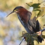 GreenHeron3.jpg