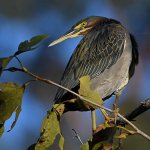 GreenHeron5.jpg