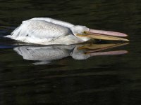 Pelican2.jpg