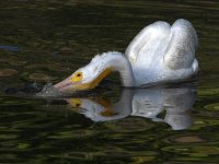 Pelican5.jpg