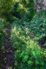 Dirt Road Image Avg 2-1.jpg
