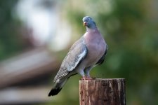 Pidgeon.jpg