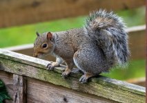 Squirel2.jpg