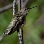 Hummer2.jpg