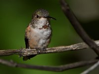 Hummer3.jpg