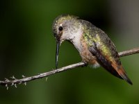 Hummer12.jpg