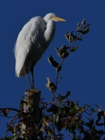 Egret3.jpg