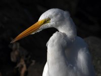 Egret12.jpg