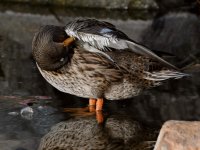 Mallard.jpg