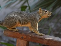 Squirrel2.jpg