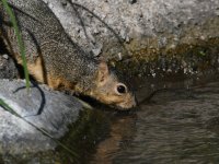 Squirrel3.jpg