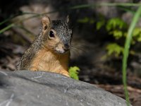 Squirrel4.jpg