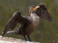 Cormorant2.jpg