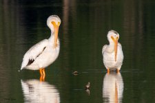 PelicanPair-990.jpg