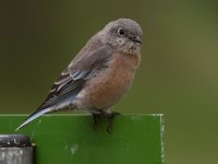 Bluebird.jpg