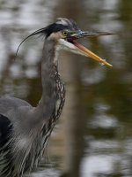BlueHeron6.jpg