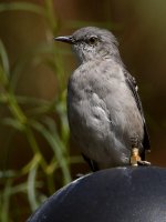 Mockingbird4.jpg