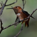 Hummer9.jpg