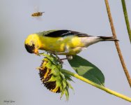 GoldfinchWasp-992.jpg