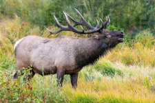 ElkBugle-992.jpg