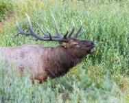 ElkBugle-988.jpg