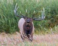 ElkBugle-990.jpg