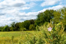 Back Stairs to Across Meadow-1.jpg