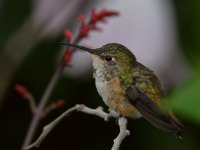 Hummer13.jpg