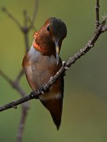 Hummer25.jpg