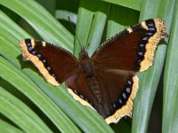Swallowtail2.jpg