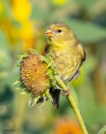 Goldfinch-993.jpg