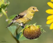 Goldfinch-994.jpg