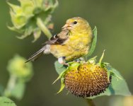 Goldfinch-995.jpg