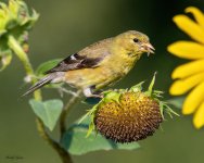 Goldfinch-992.jpg