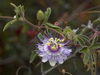 Passiflora.jpg
