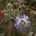 Passiflora2.jpg