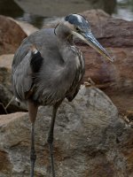 BlueHeron.jpg