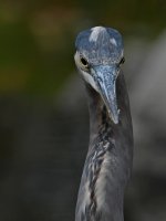 BlueHeron2.jpg
