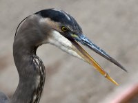BlueHeron4.jpg